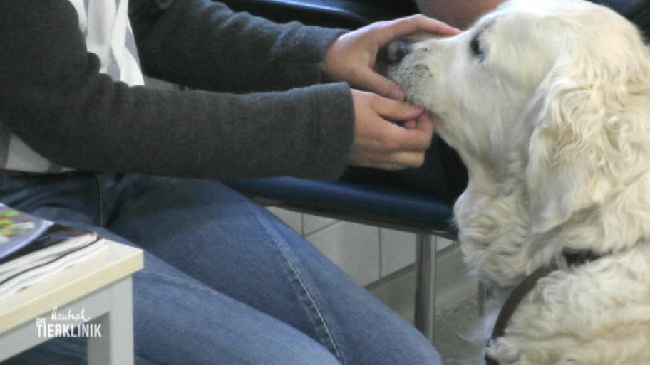 Muss der Golden Retriever operiert werden?