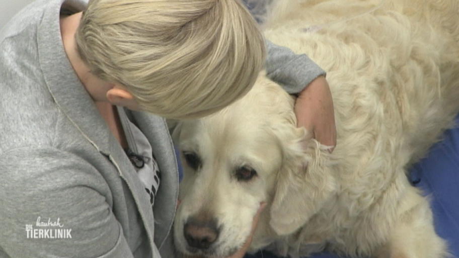 Magenspiegelung beim Golden Retriever