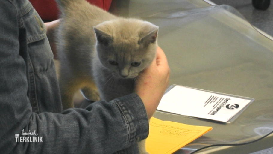 Baby-Katze Jerry wird geimpft