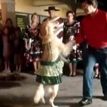 Carrie tanzt mit Herrchen Merengue