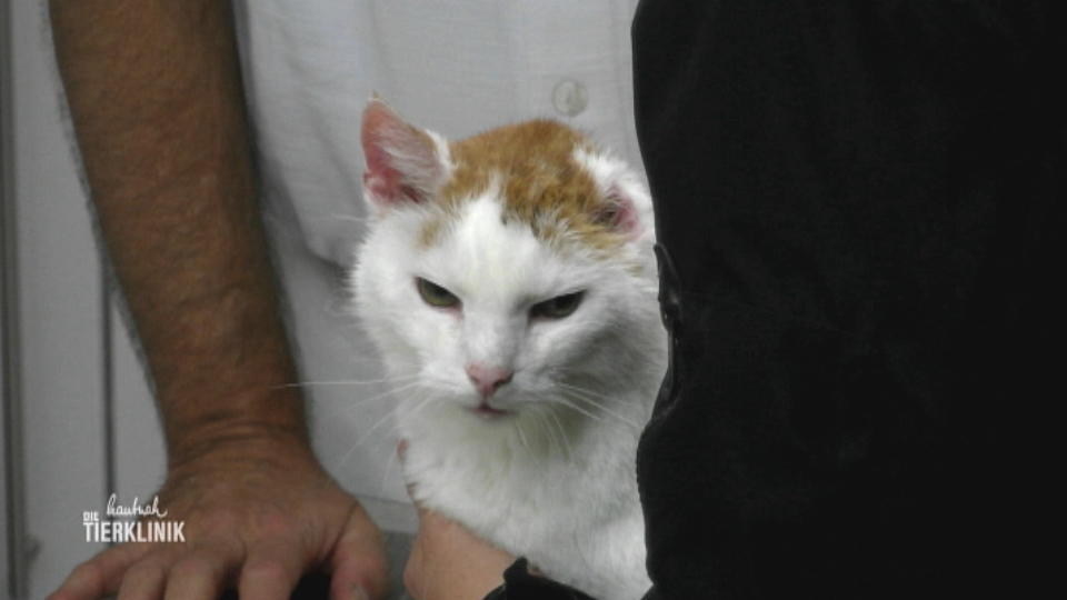 Wird der alte Kater blind?