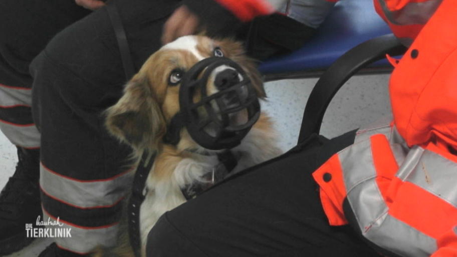 Diesmal braucht Rettungshund Momo selbst Hilfe