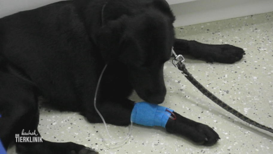 Hat Labrador-Mischling Bommel einen Pankreatitis-Schub?