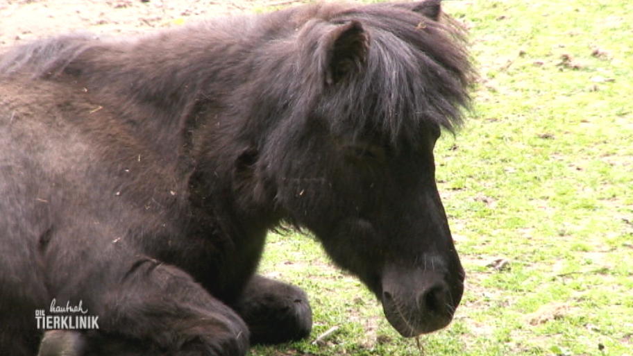 Dr. Frahm macht sich Sorgen um Pony-Dame Fienchen