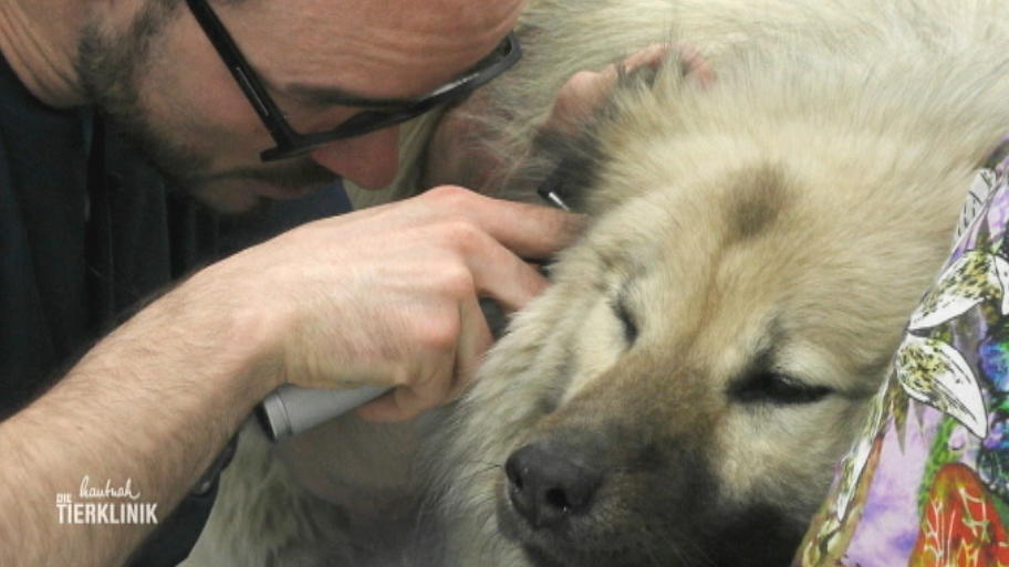 Eurasier-Hündin Uriella hat eine Kopfschiefhaltung