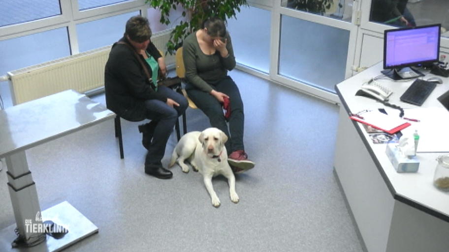 Kann Frauchen die teure OP für Nala zahlen?