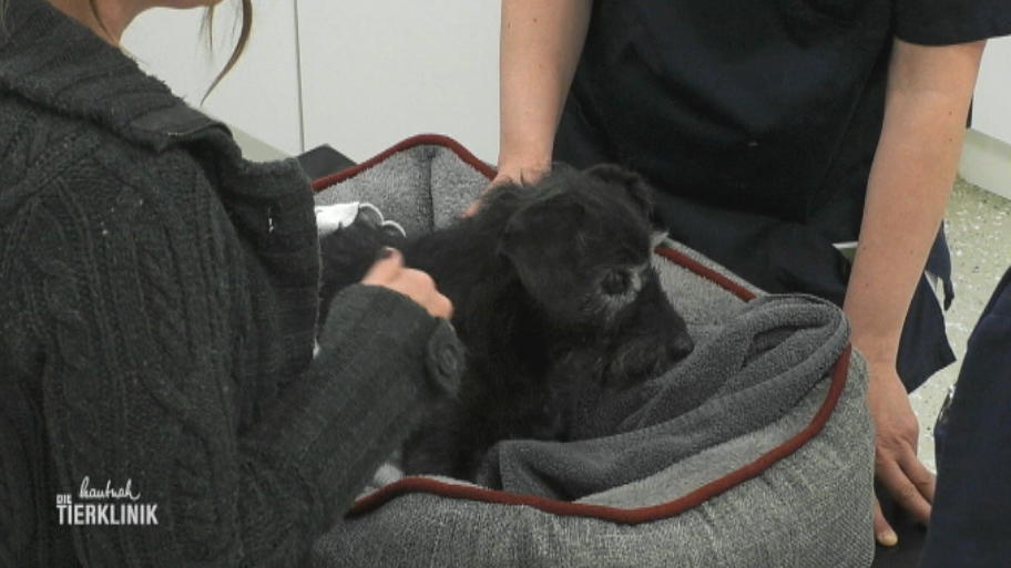 Hunde-Seniorin ist zu Hause zusammengebrochen