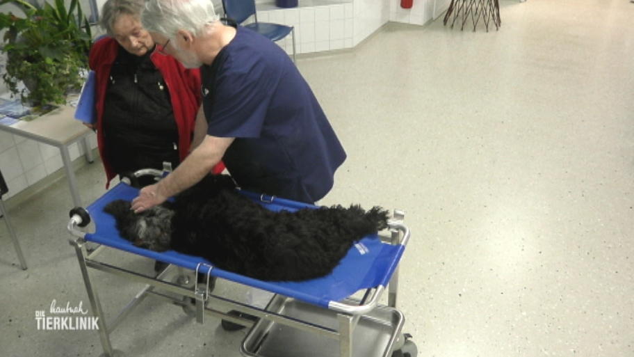Cocker Spaniel Tessy blutet aus dem Maul