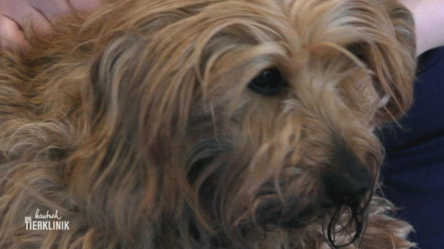 Rowdy hat sich das Bein gebrochen