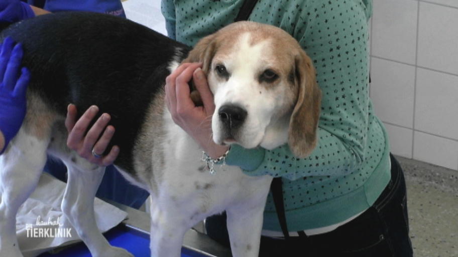Muss Beagle Lucky operiert werden?