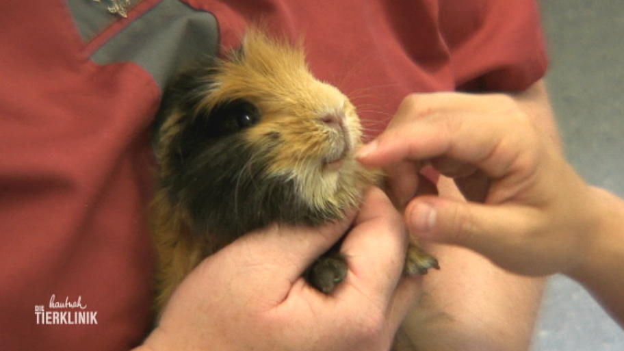 Meerschweinchen Loko ist Dauergast in der Tierklinik