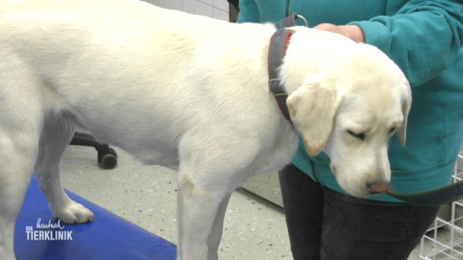 Labrador Emma übergibt sich regelmäßig