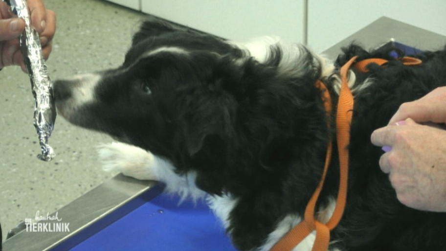 Zahn-OP bei alter Border-Collie-Hündin
