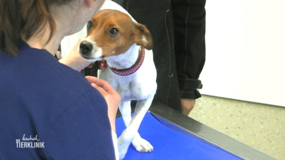 Terrier Mischling humpelt