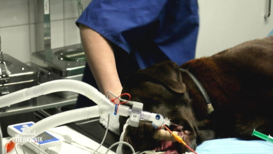 Dr. Veronika Werbing kämpft um den Labrador 