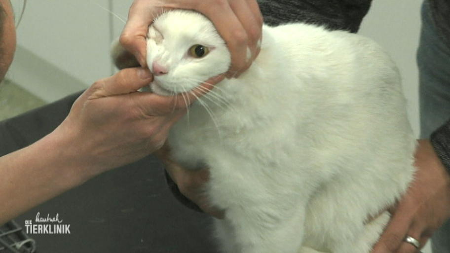 Bei dem Kater kommen viele Diagnosen in Frage 