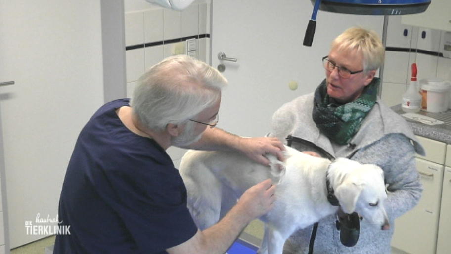Laika muss operiert werden