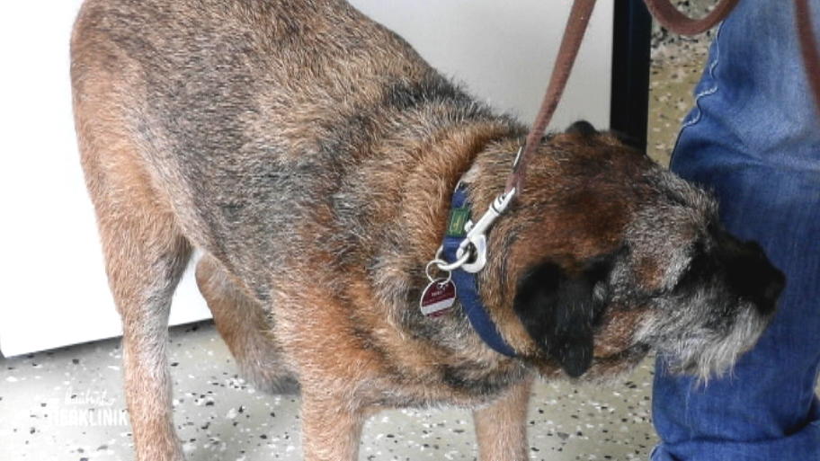 Border Terrier ist träge und hechelt stark