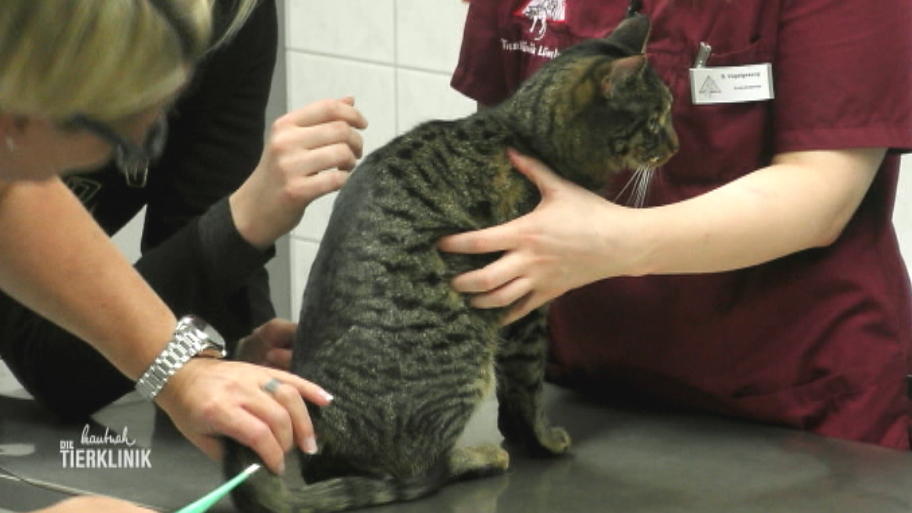 Ist die Katze auf den Rücken gestürzt?