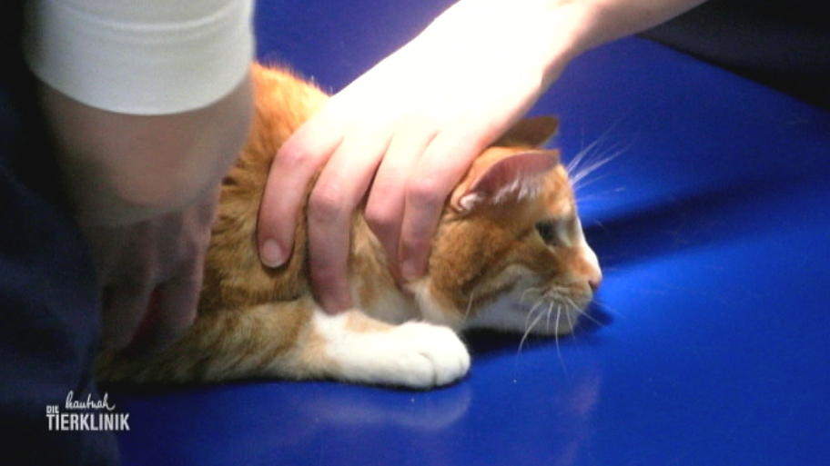 Kater Peter hat ein Abszess am Fuß