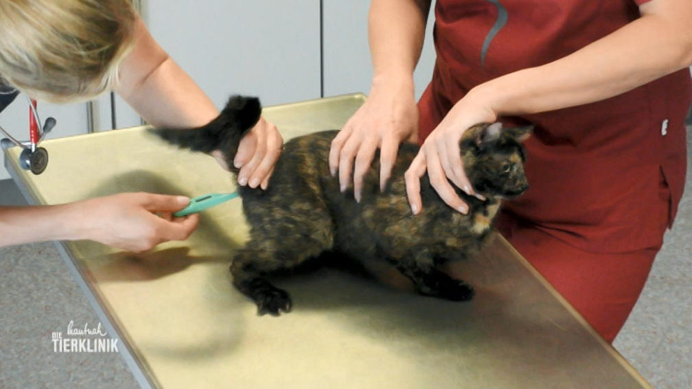 Katze Lizzy röchelt und würgt