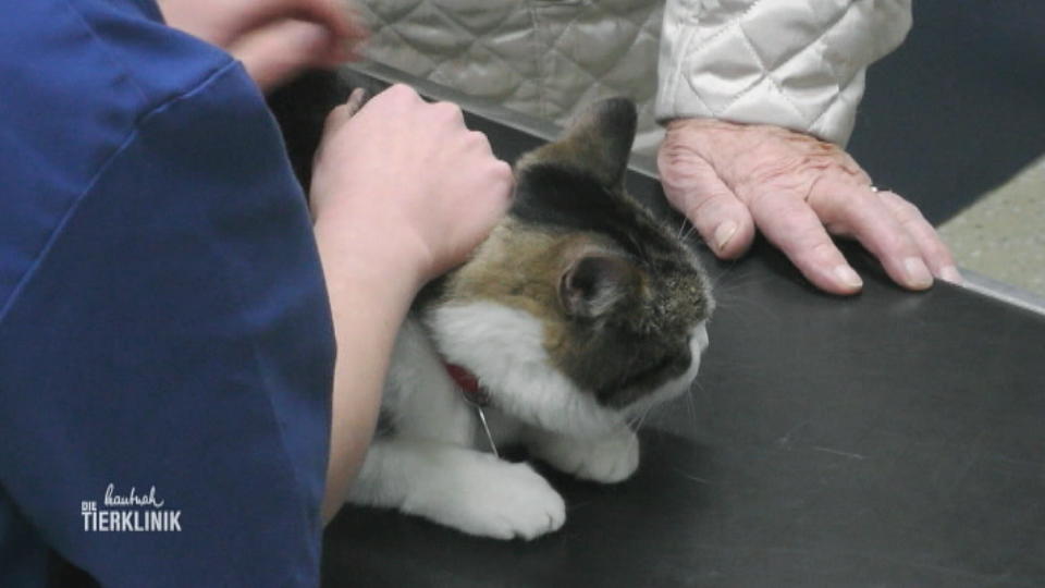 Kater Mikesch soll geimpft werden
