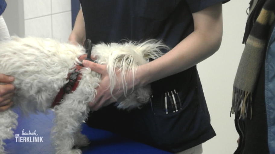 Sitzt Hund Motte ein Knochen schief?