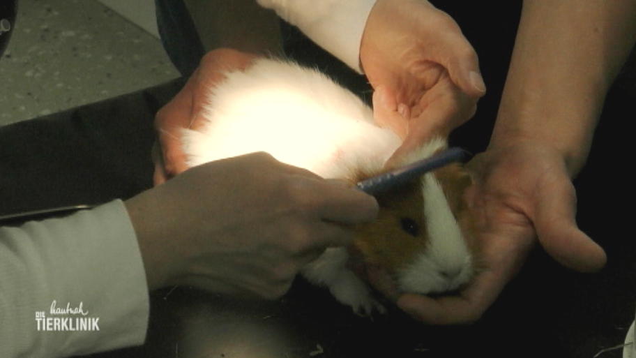 Hautveränderung bei Meerschweinchen Peanut