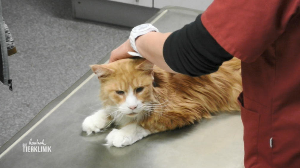 Maine-Coon-Kater Wesley hat Atemnot