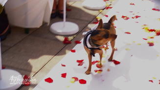 Hund Cody sabotiert die Hochzeit