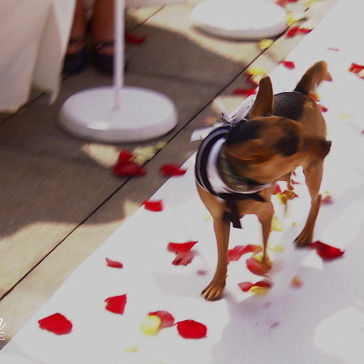 Geht Kathrins Hochzeit vor die Hunde?