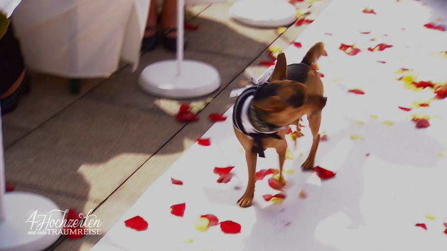 Geht Kathrins Hochzeit vor die Hunde?