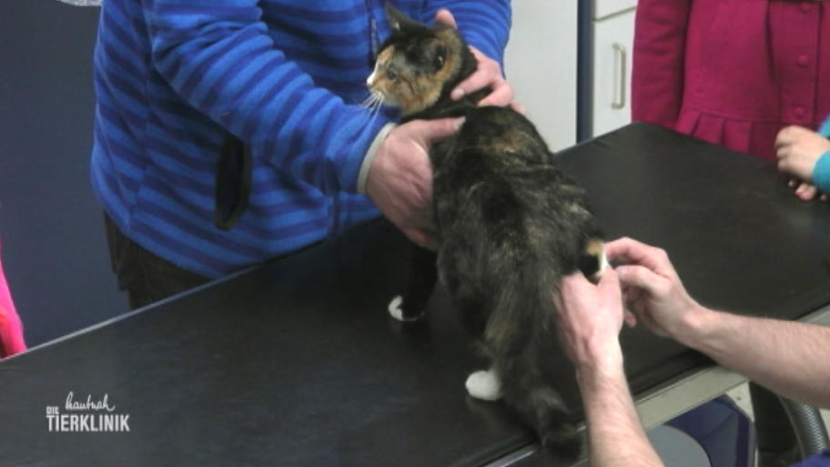 Hat sich Tiffy mit einer anderen Katze geprügelt?