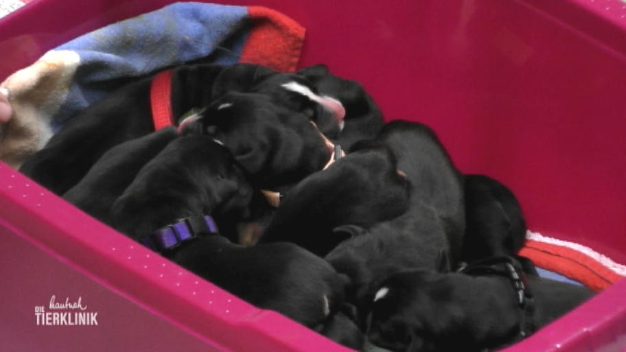 Nicht nur Mama Nala freut sich über diesen süßen Nachwuchs
