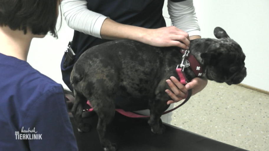 Hat Muffin dem Nachbarn die Wurst geklaut?