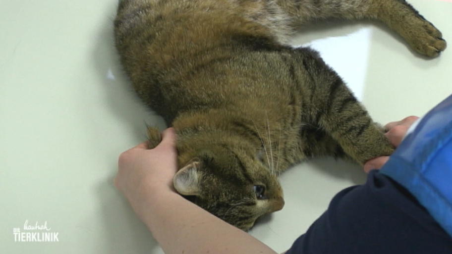 Kater Nepomuk wurde vom Auto angefahren