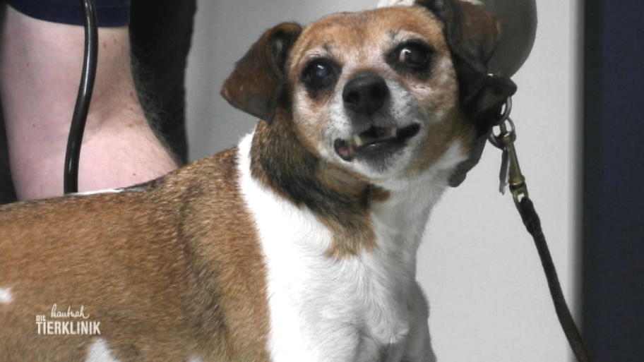 Tiere des besten Freundes zu Besuch