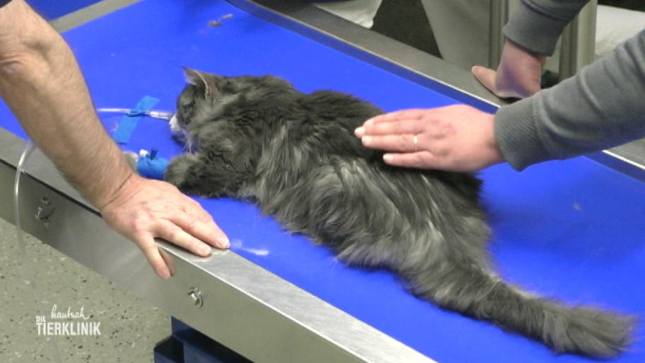 Waldkatze Uno benötigt dringend Hilfe