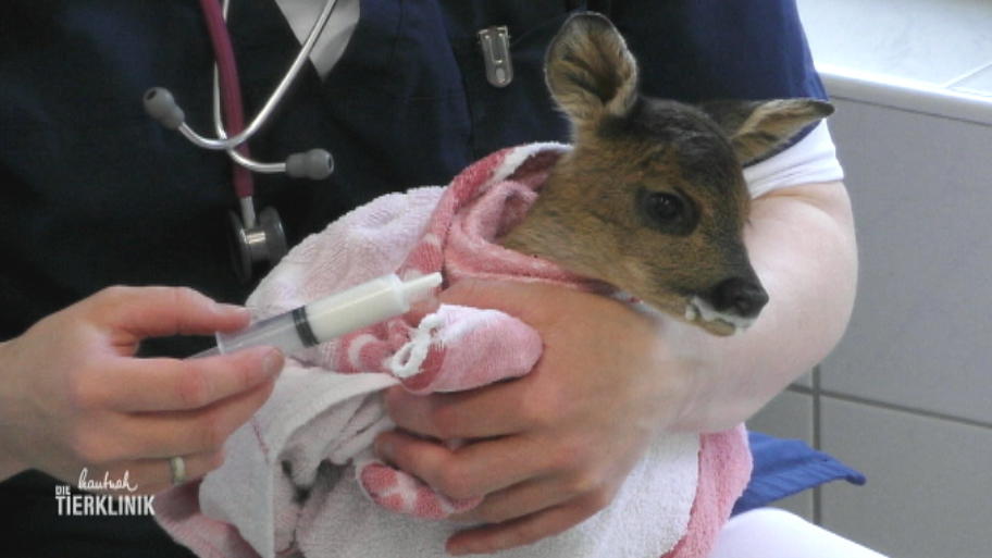 Tierärztinnen müssen die Kleinen aufziehen