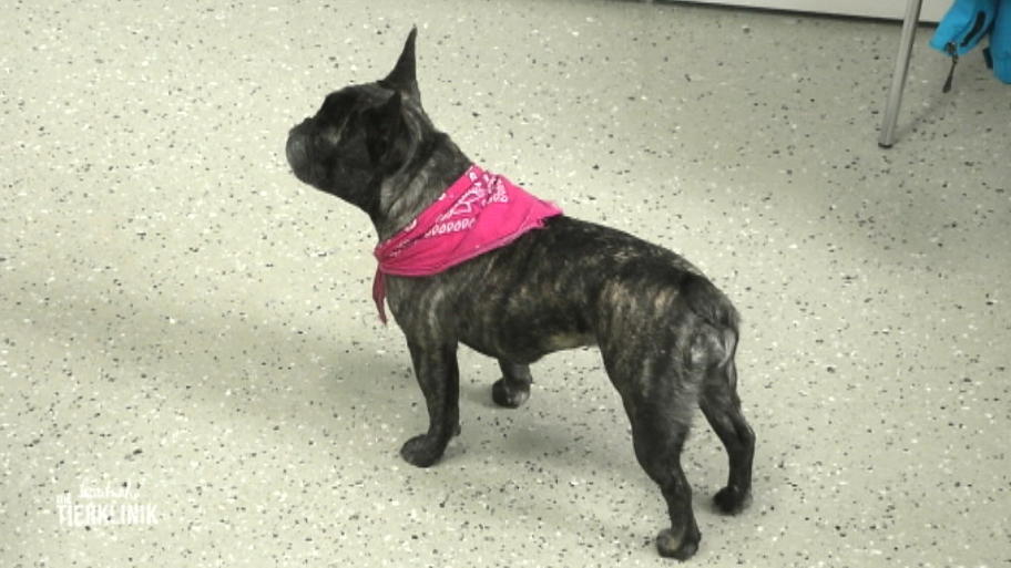 Braucht Bulldogge Mila wirklich eine OP?
