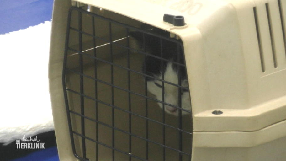 Ist Katze China noch zu retten?