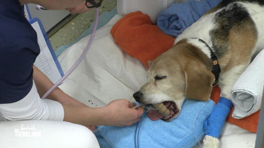Das Herz des Beagles schlägt zu langsam