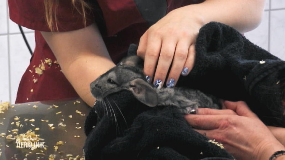 Behandlung der Nagetiere wird zur Herausforderung