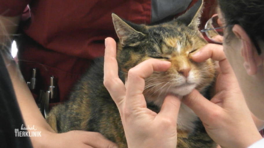 Die Nase der Katzendame läuft ständig