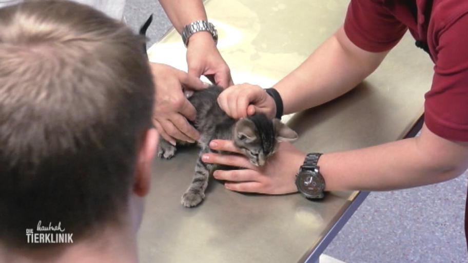 Die Kitten müssen durchgecheckt werden