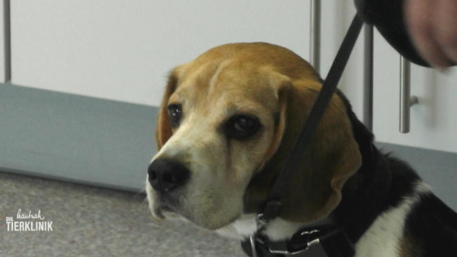 Beagle Benny hat sich am Auge verletzt