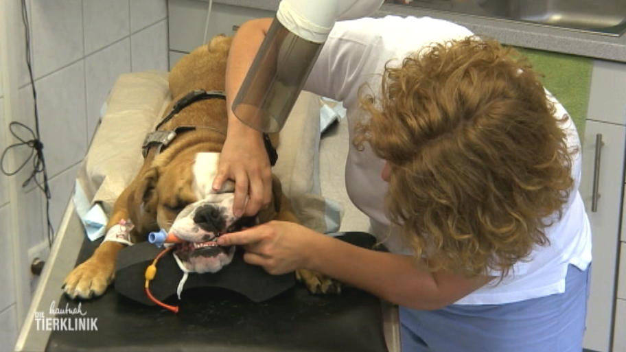 Heute wird Bulldogge Rüdiger in Narkose gelegt