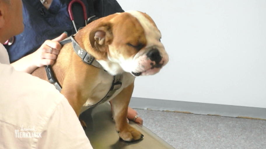 Englische Bulldogge Rüdiger hat Zahnprobleme