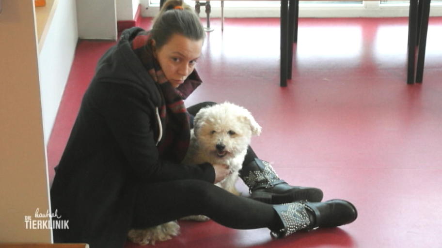 Muss der alte Hund operiert werden?