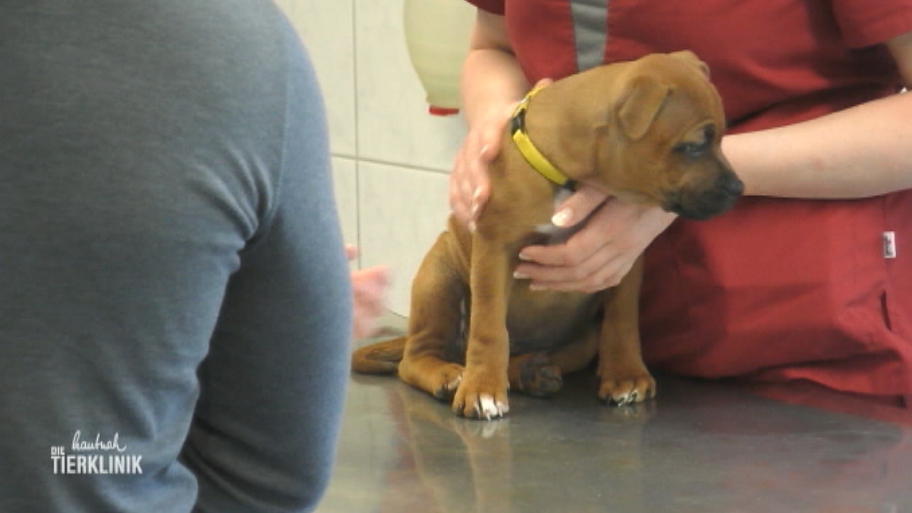 Der kleine Hund muss operiert werden 